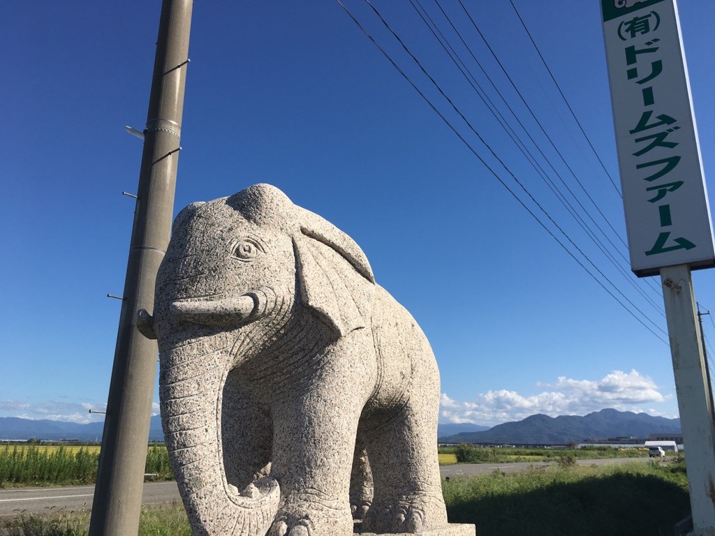 農業生産法人 有限会社ドリームズファーム